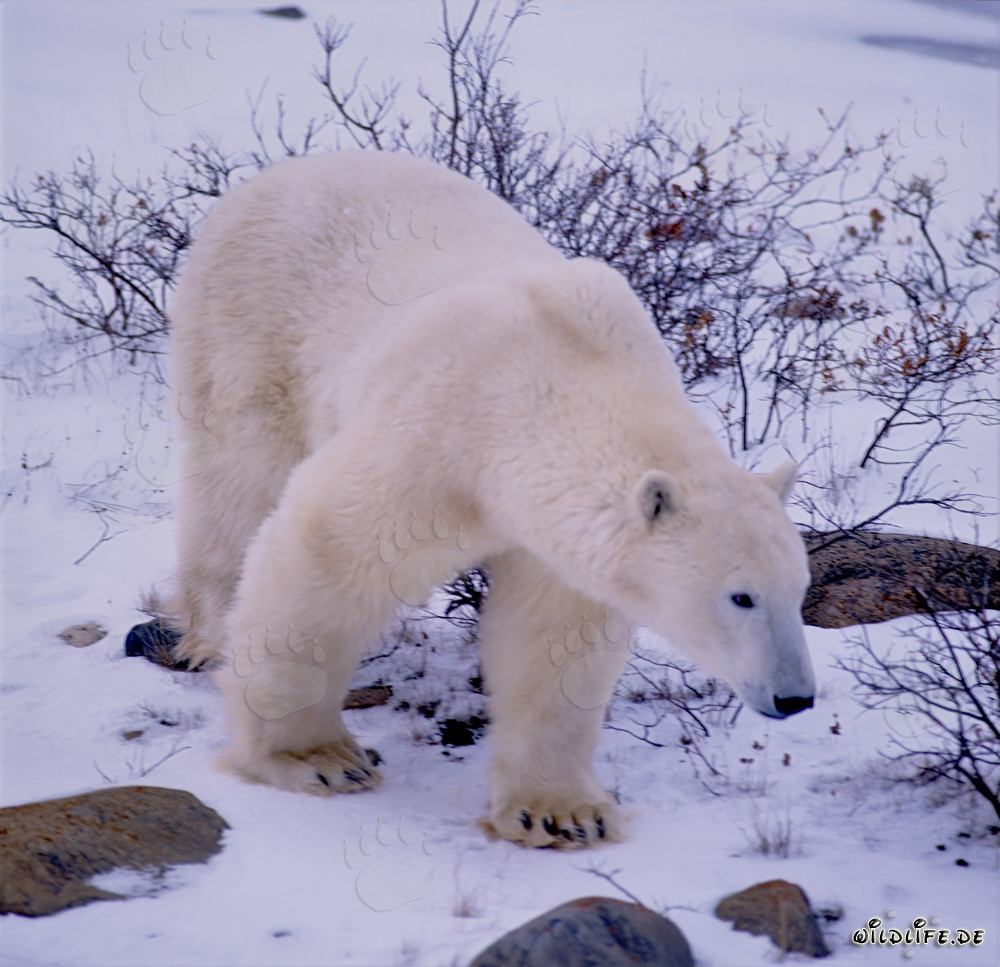 Impressionnant ours polaire dans la baie d'Hudson