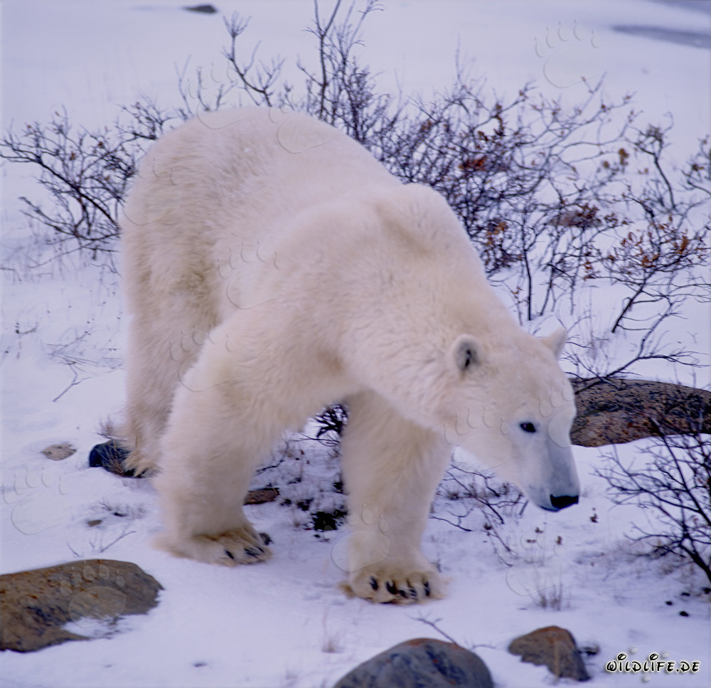 Impresionante oso polar en la bahía de Hudson