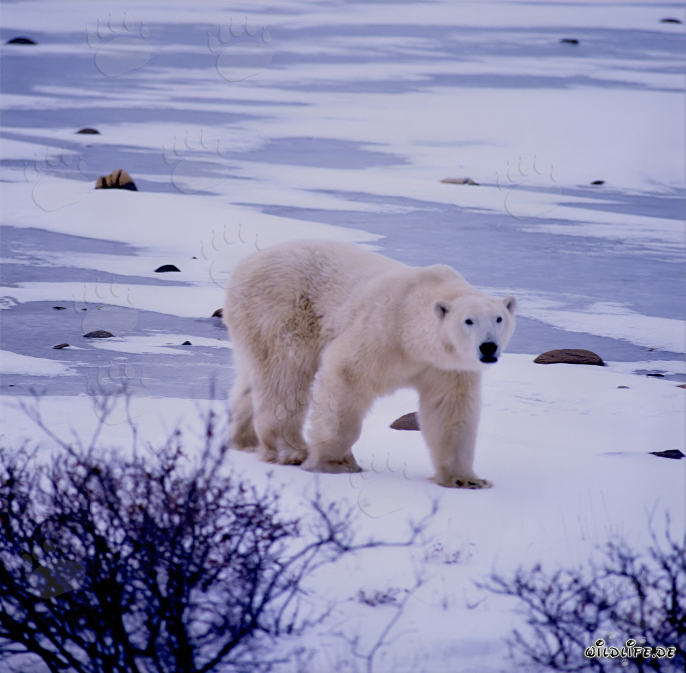 Maestoso orso polare che attraversa la tundra gelida