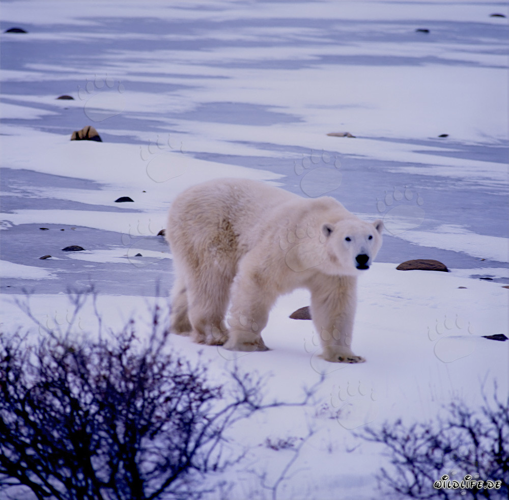 Majestätischer Eisbär durchstreift die eisige Tundra