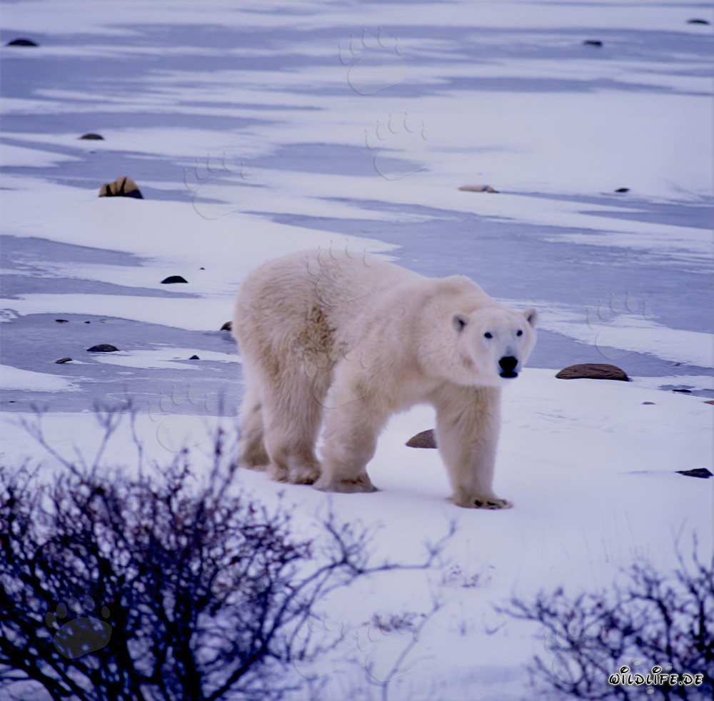 Ours polaire majestueux parcourant la toundra glacée