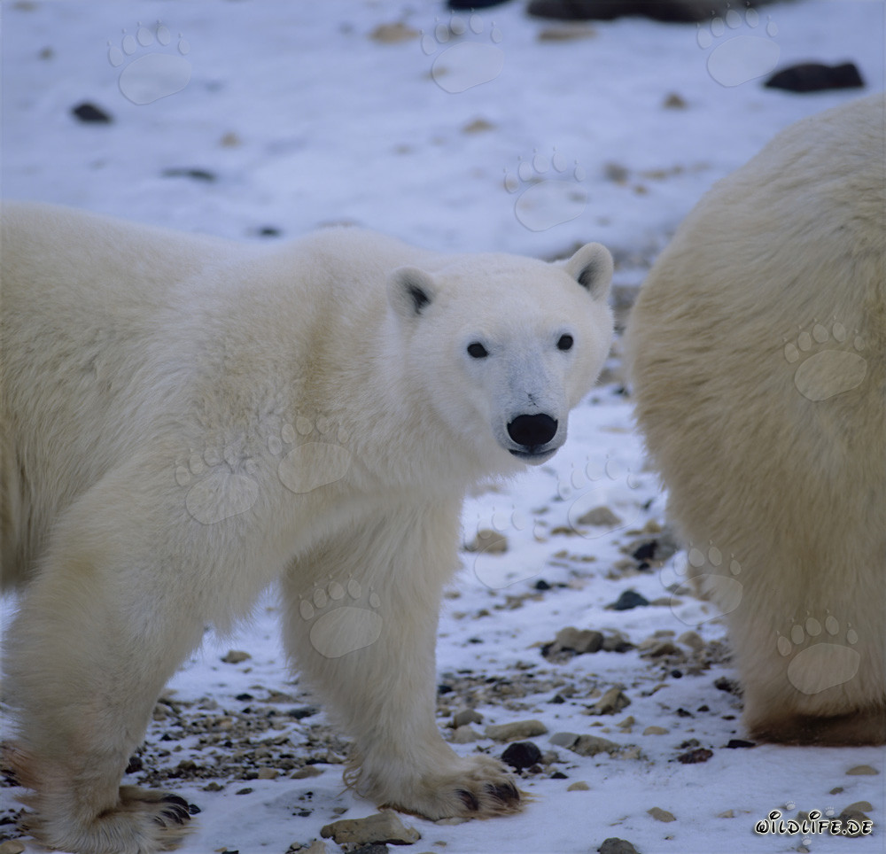 Majestic Polar Bears in the Vast Hudson Bay