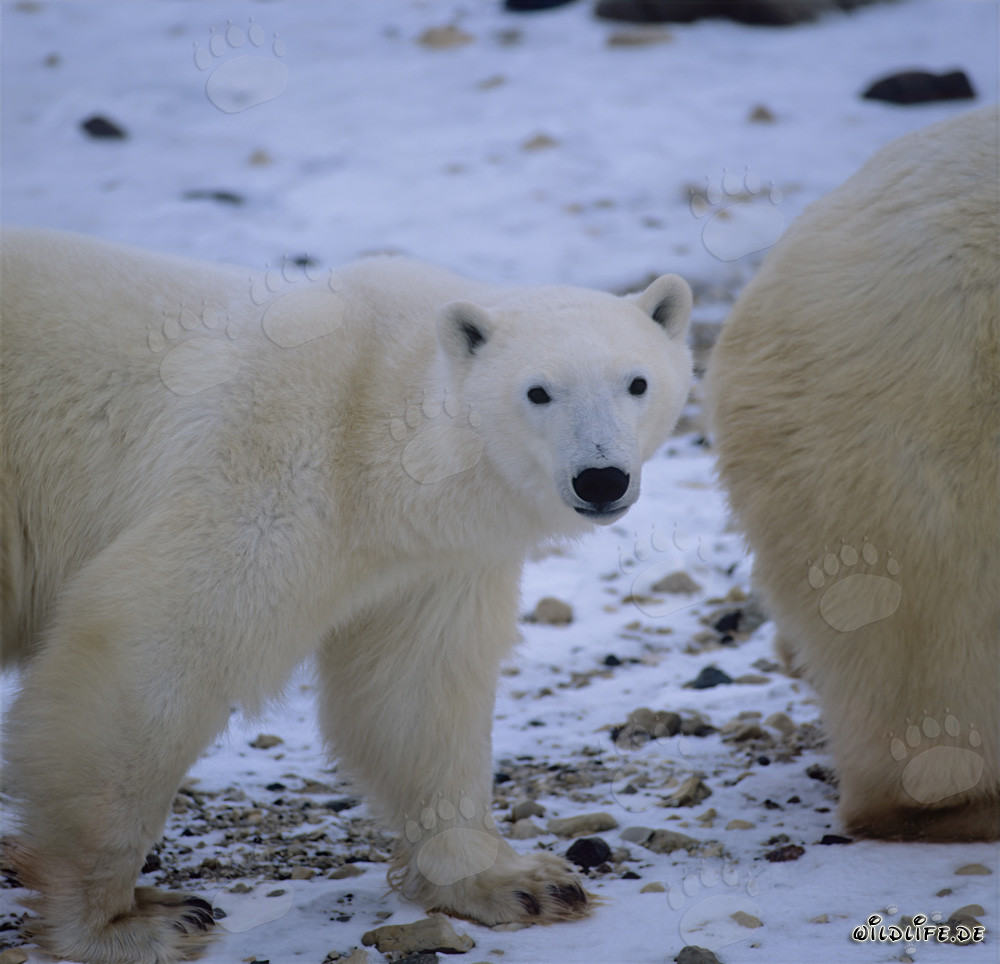 Ours polaires majestueux dans la vaste baie d'Hudson