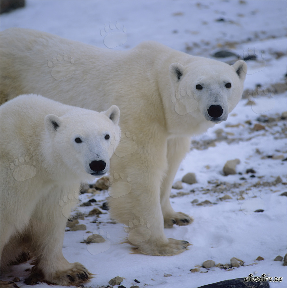 Encuentro fascinante con majestuosos osos polares en la bahía de Hudson