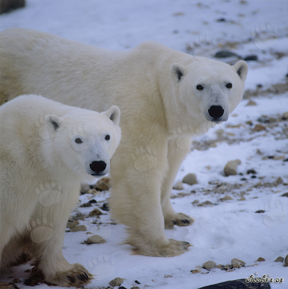 Rencontre fascinante avec des majestueux ours polaires dans la baie d'Hudson