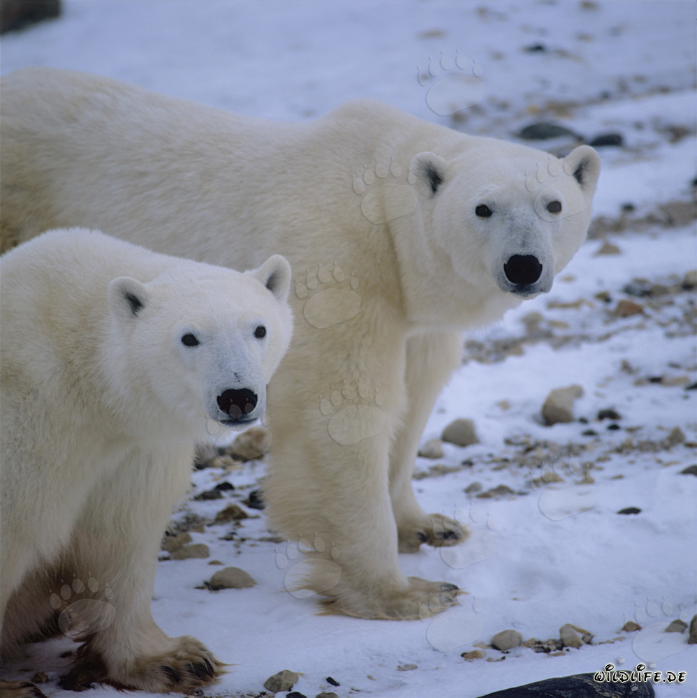 Fascinating encounter with majestic polar bears in the Hudson Bay