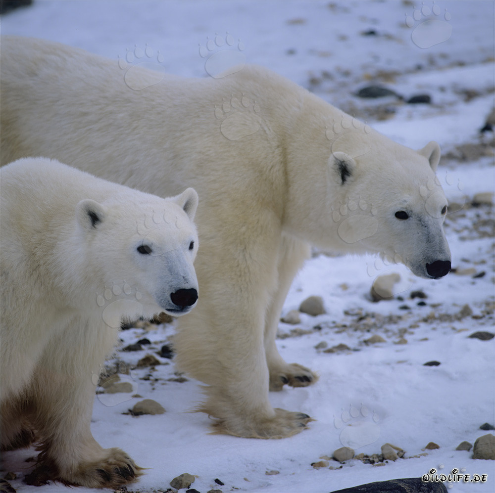 Deux majestueux ours polaires dans l'Arctique