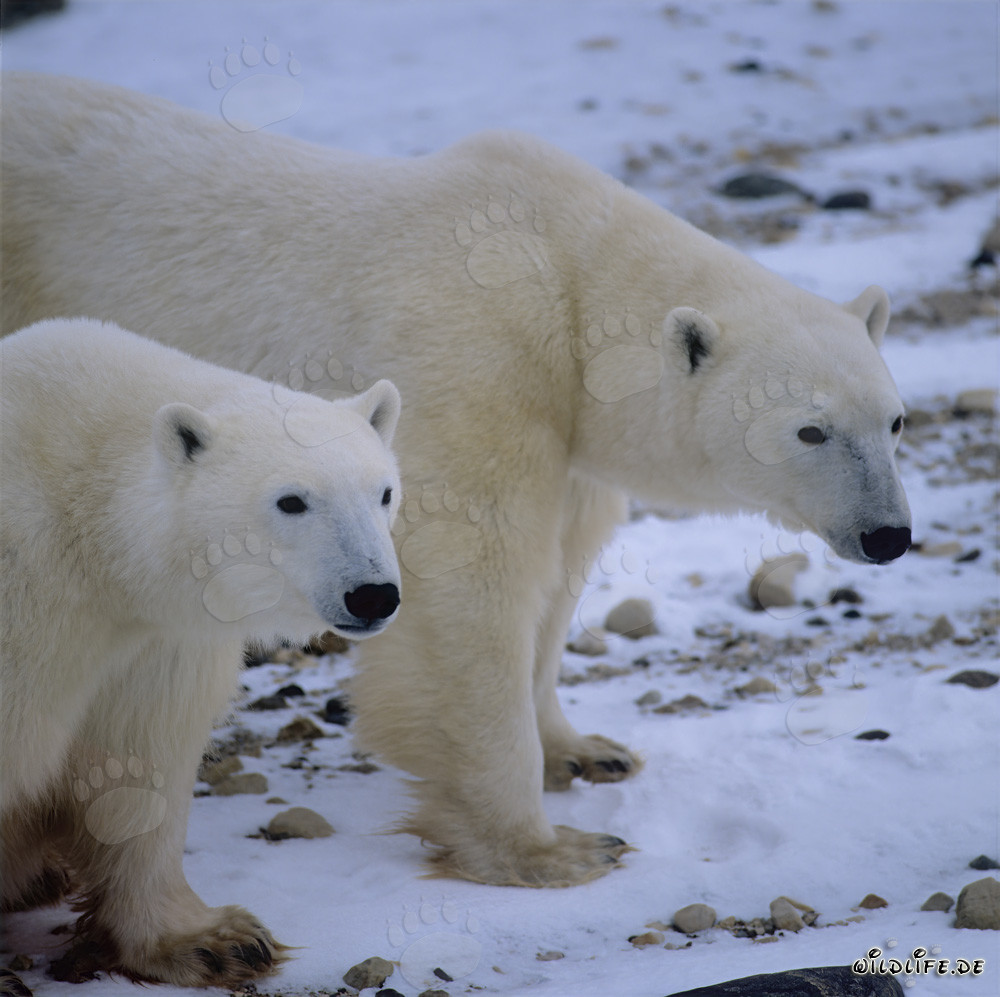 Two Majestic Polar Bears in the Arctic