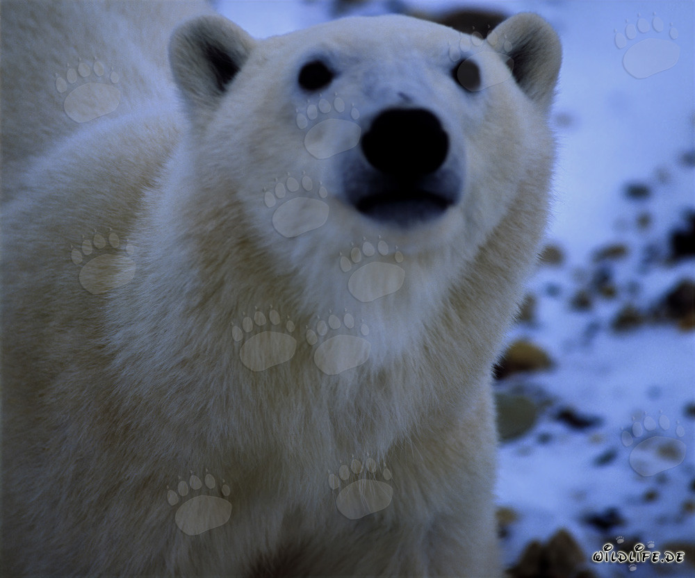 Majestätisches Eisbär Porträt in der arktischen Wildnis