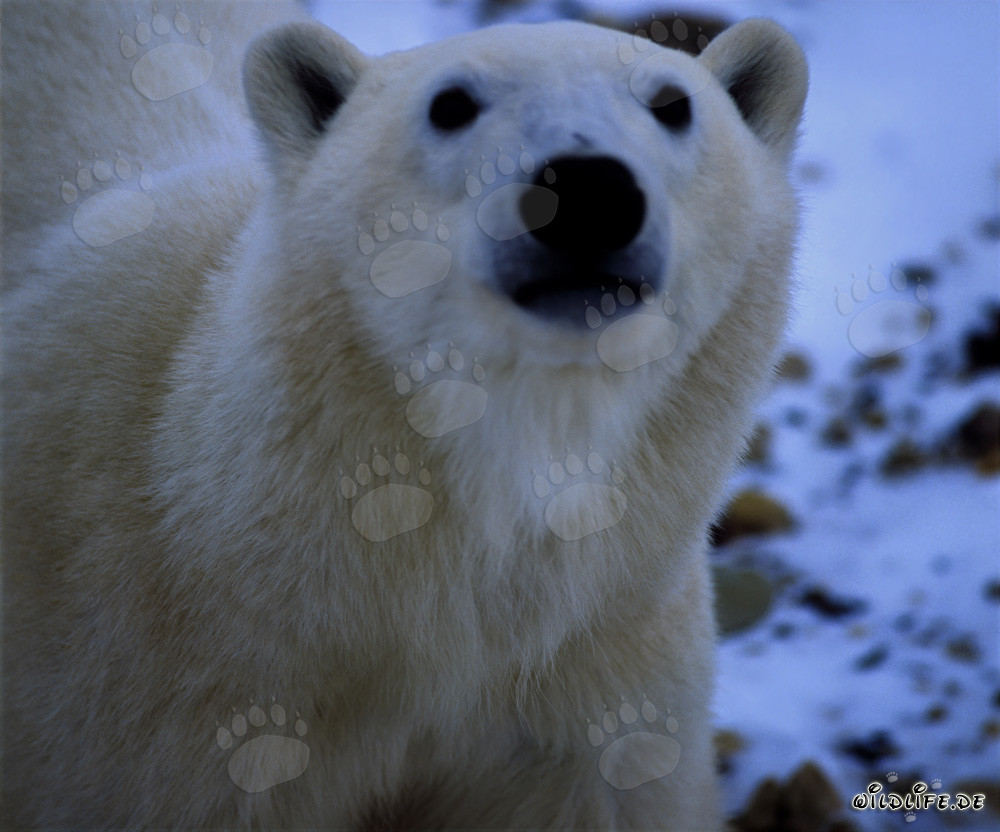 Majestic Polar Bear Portrait in the Arctic Wilderness