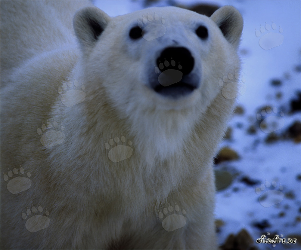 Portrait majestueux de l'ours polaire dans la nature arctique