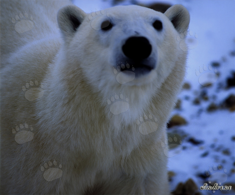 Retrato majestuoso del oso polar en la naturaleza ártica