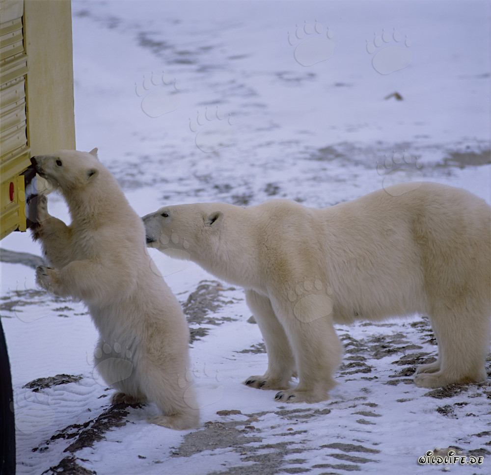 Eisbären am Tundra Buggy in Churchill, Manitoba, Kanada