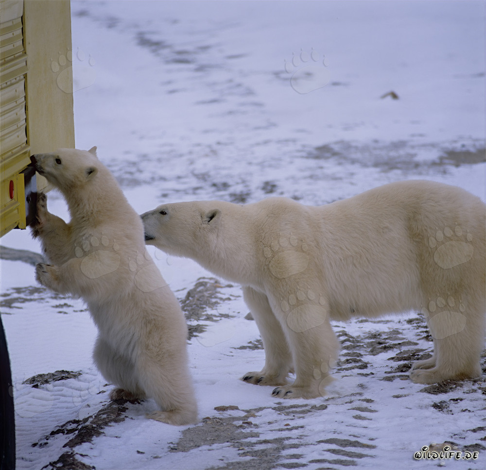 Ours polaires sur le Tundra Buggy à Churchill, Manitoba, Canada
