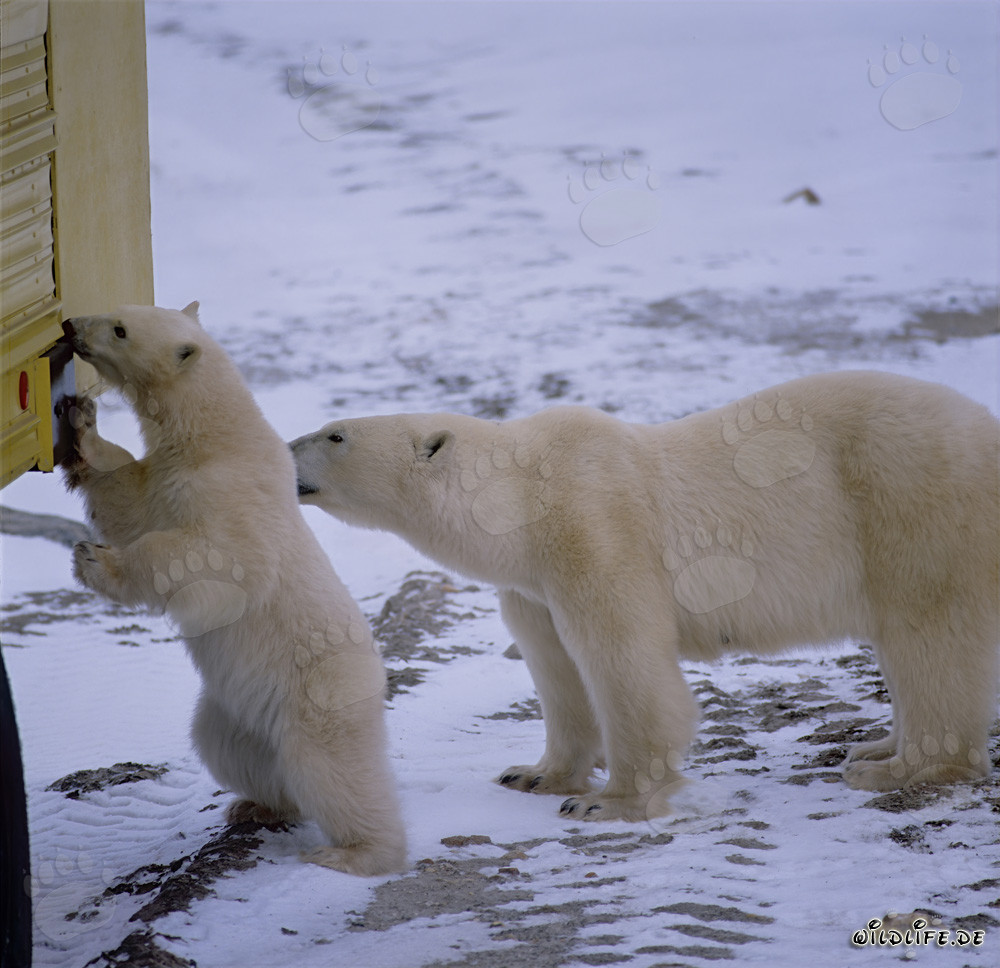Polar bears on the tundra buggy in Churchill, Manitoba, Canada