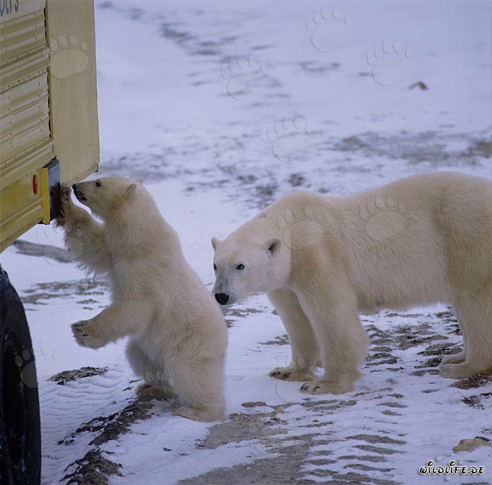 Faszinierende Begegnung zwischen kleinem Eisbären und riesigem Tundra Buggy