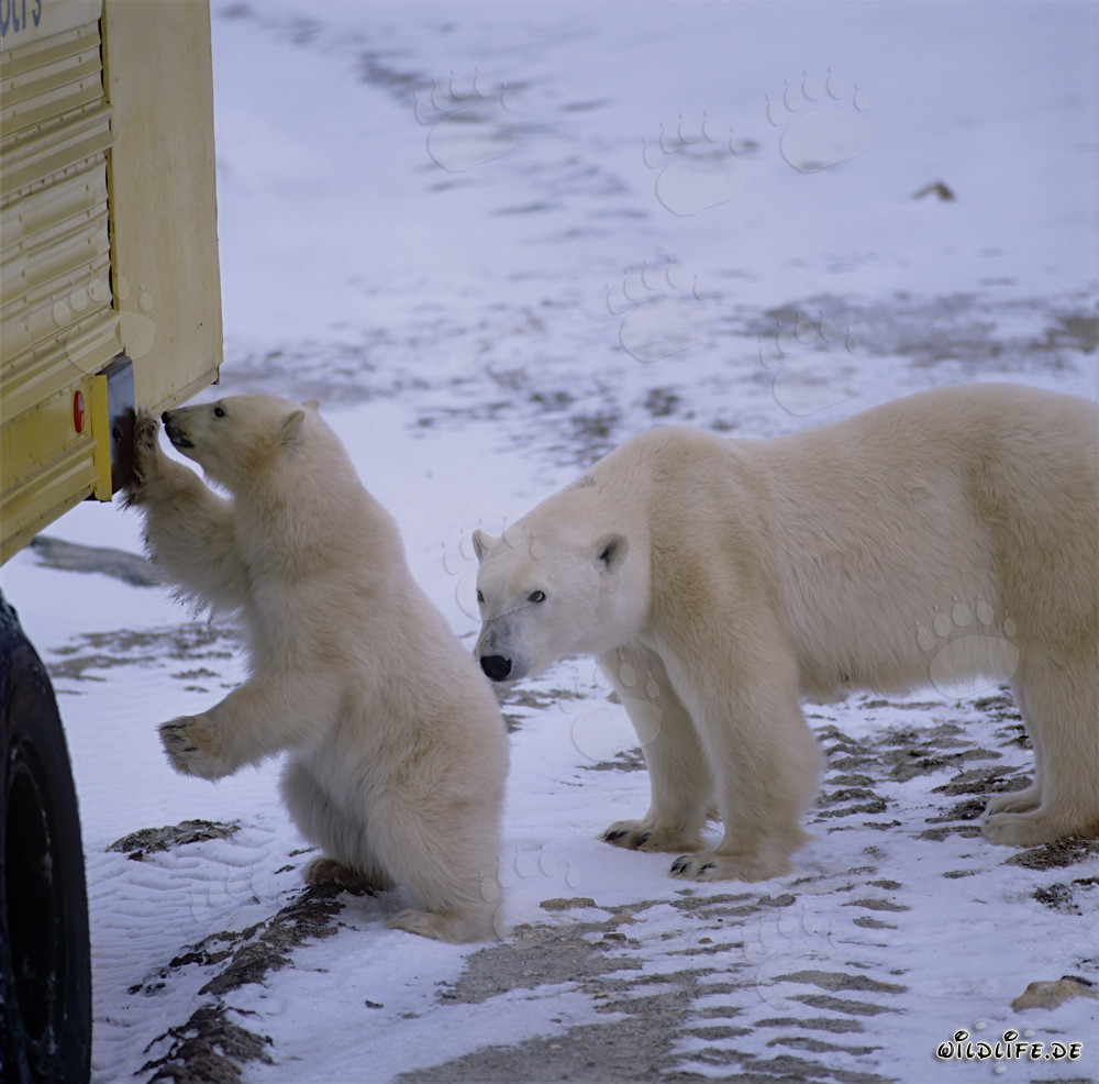 Fascinating Encounter: Little Polar Bear and Huge Tundra Buggy