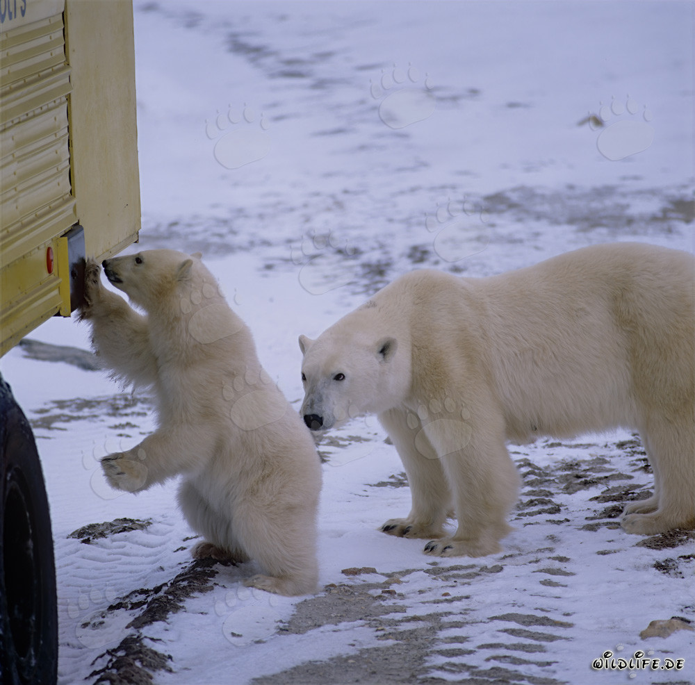 Encuentro fascinante: pequeño oso polar y enorme Tundra Buggy
