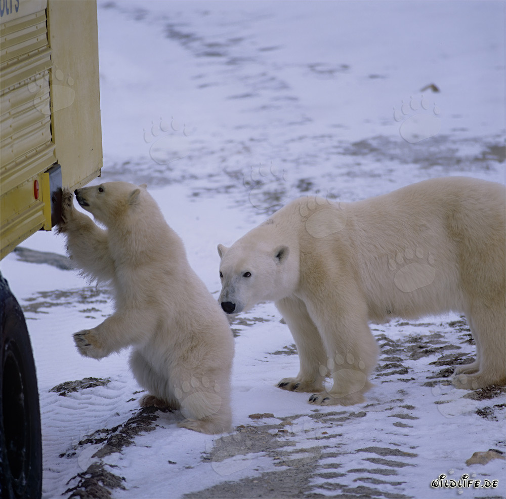Incontro affascinante: piccolo orso polare e enorme Tundra Buggy