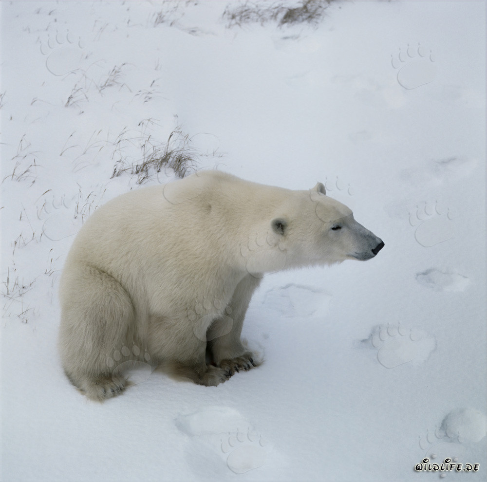 Maestoso orso polare nell'Artico gelido