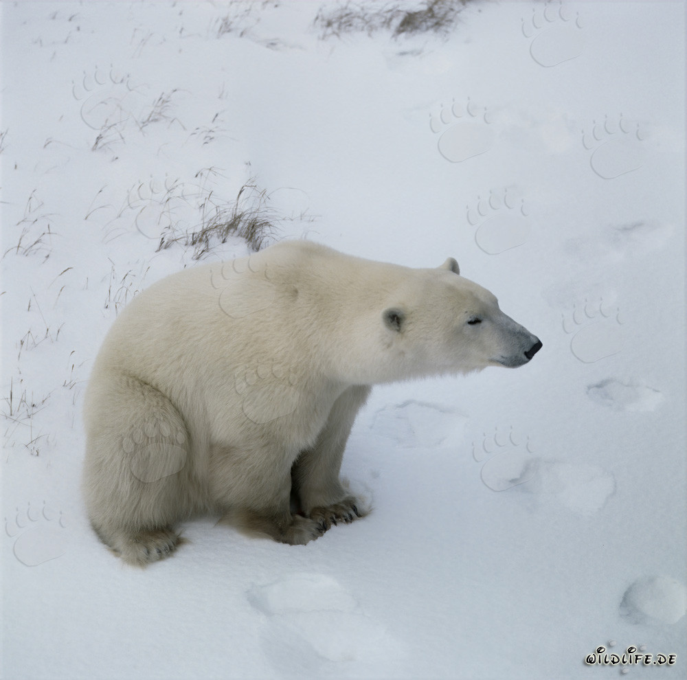 Majestätischer Eisbär in der eisigen Arktis