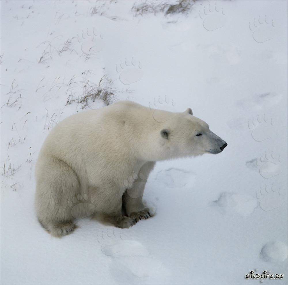 Ours polaire majestueux dans l'Arctique glacial