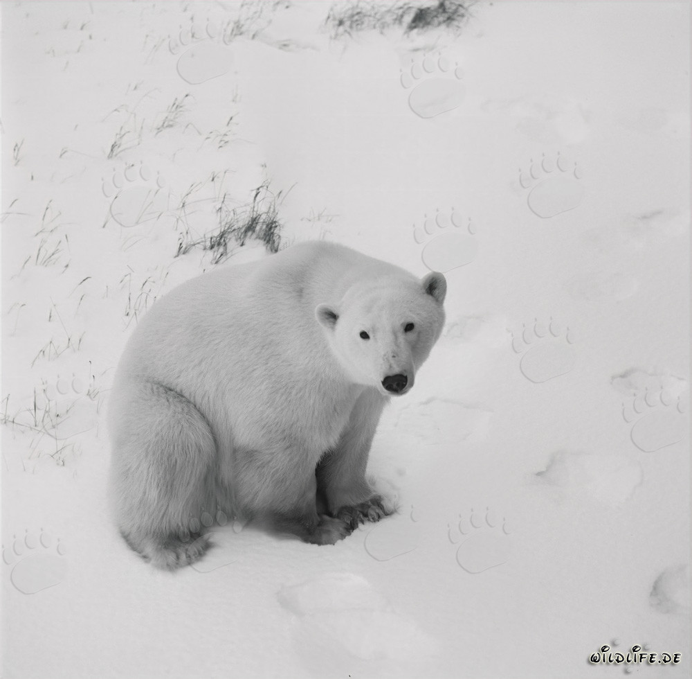 Majestätischer Eisbär in der weiten Tundra der Arktis