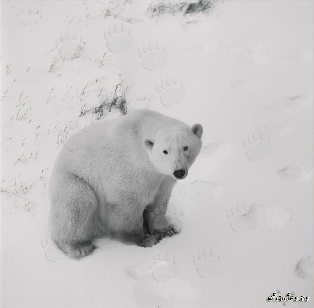 Majestic Polar Bear in the Vast Arctic Tundra