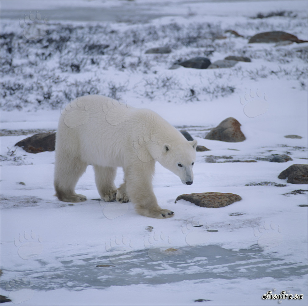 Majestätischer Eisbär in der eisigen Wildnis