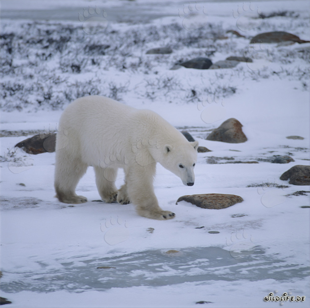 Majestic polar bear in the icy wilderness