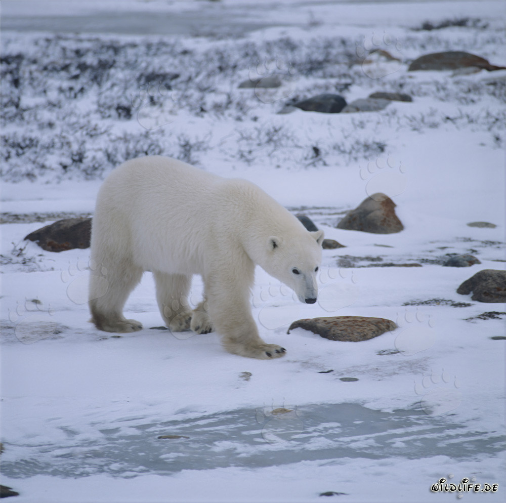 Oso polar majestuoso en la naturaleza helada