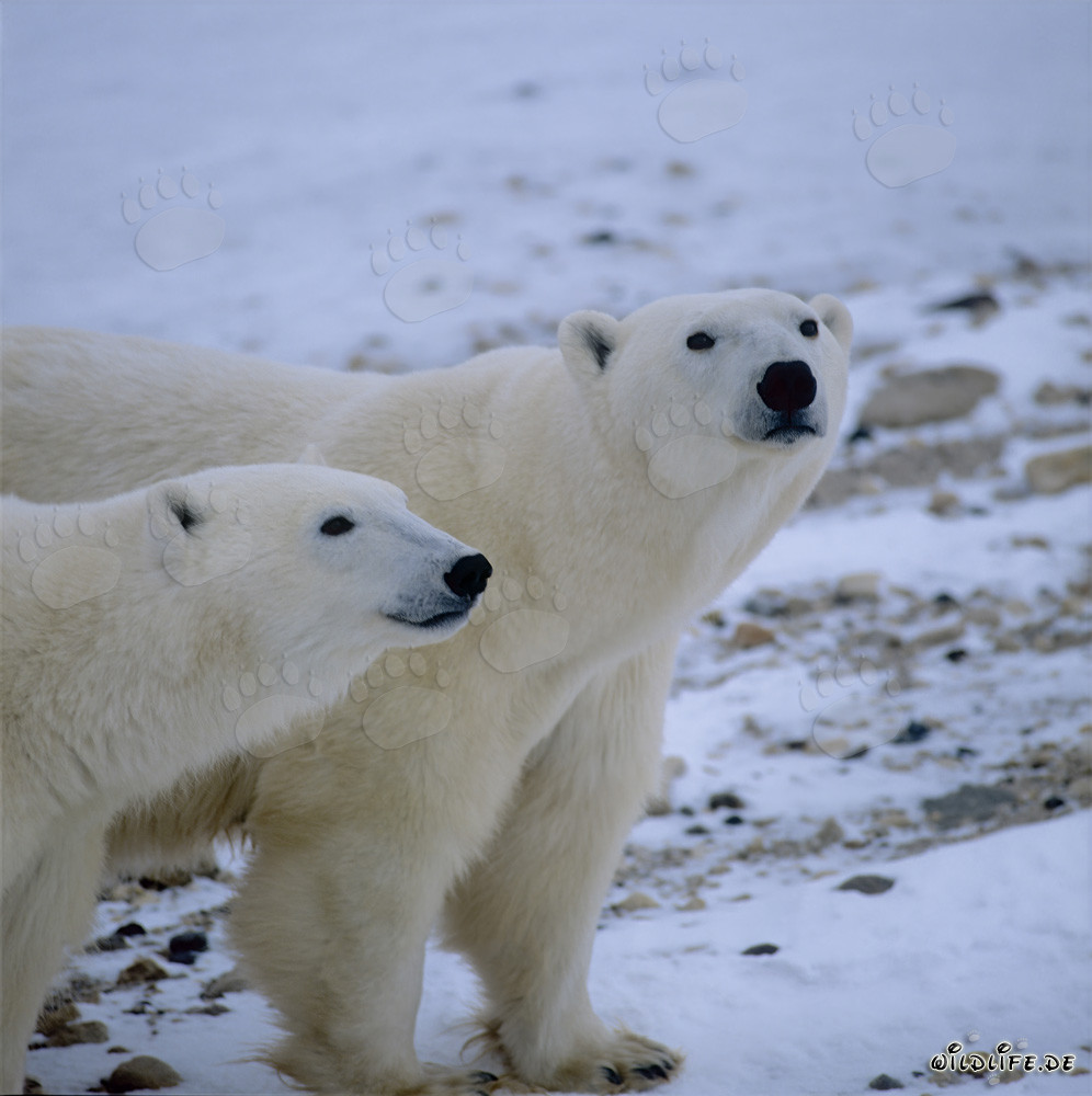 Fascinating Polar Bears in the Arctic Tundra