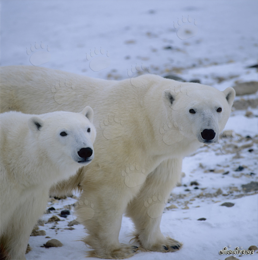 Majestic Polar Bears at Hudson Bay, Canada