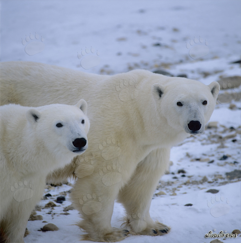 Majestätische Eisbären an der Hudson Bay, Kanada