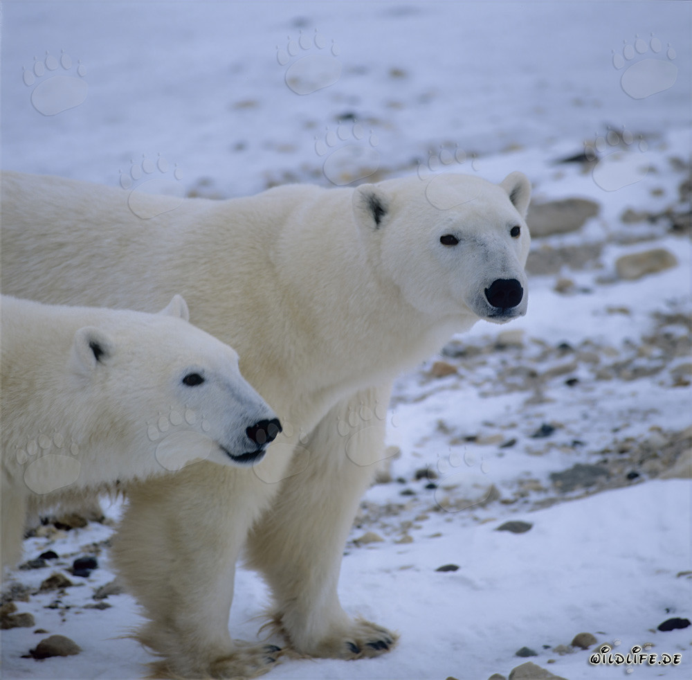 Eisbärin mit Jungbär in der Hudson Bay beobachten