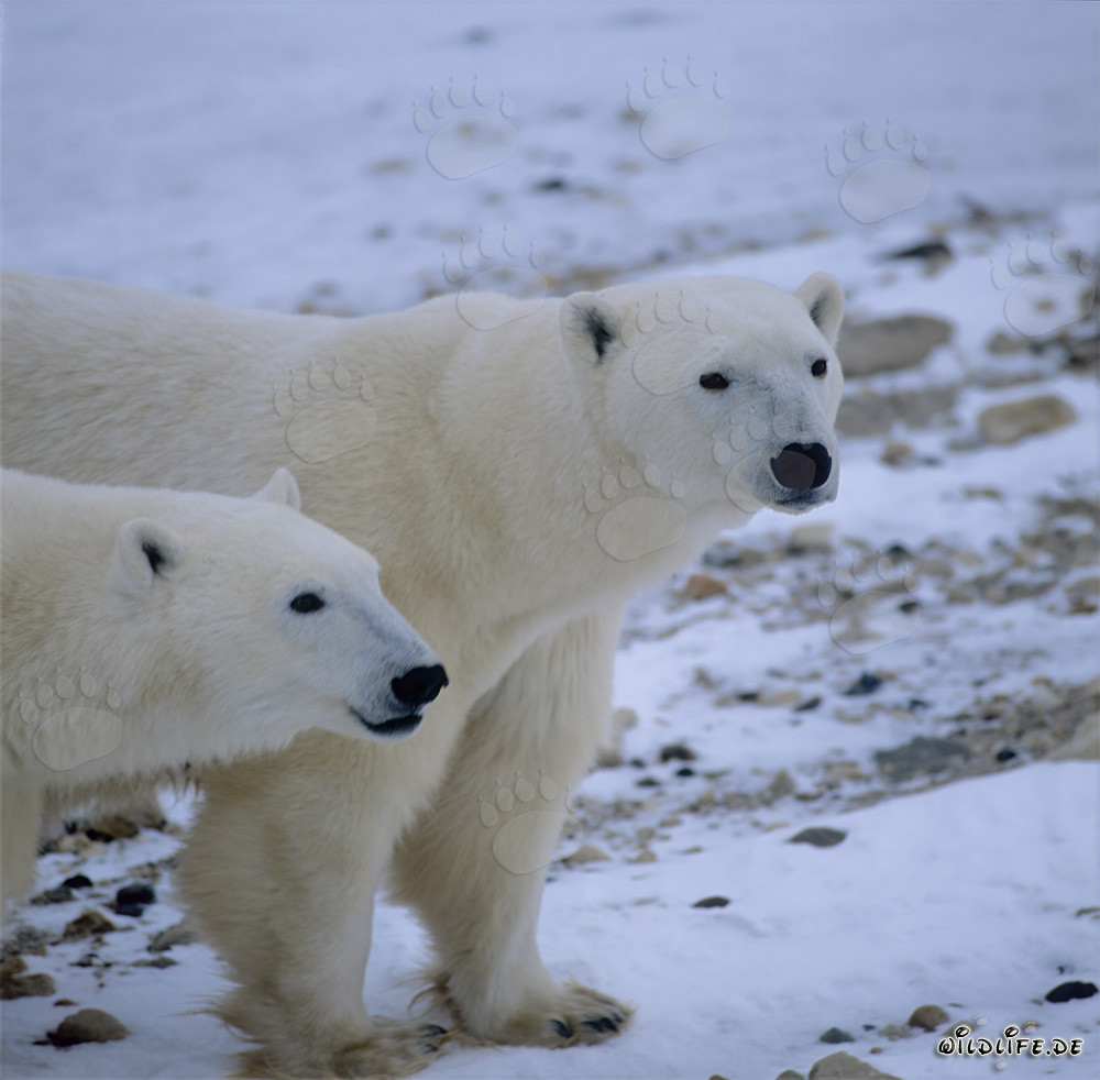 Observar una osa polar con su osezno en la bahía de Hudson
