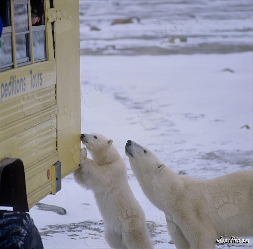 Faszinierende Polarbären auf dem Tundra Buggy beobachten