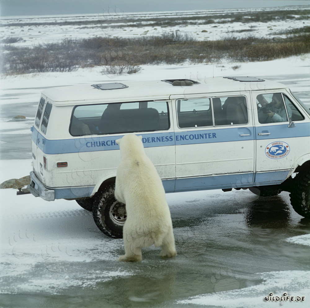 Majestätischer Eisbär am Kleinbus in Churchill, Manitoba, Kanada
