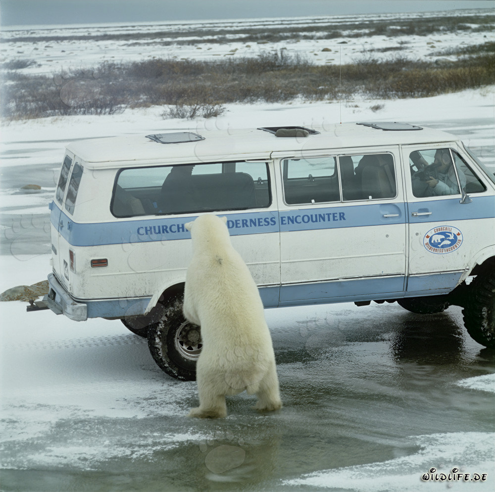 Ours polaire majestueux sur un buggy à Churchill, Manitoba, Canada