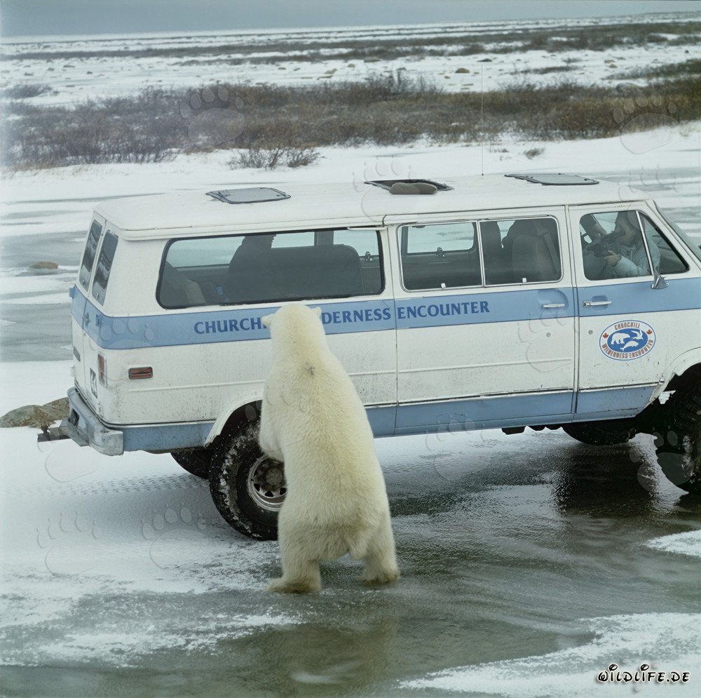 Orso polare maestoso su un buggy a Churchill, Manitoba, Canada