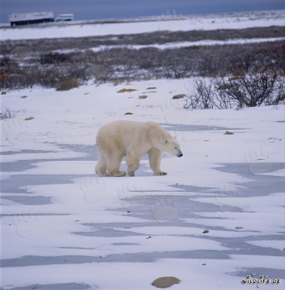 Majestätischer Eisbär in der beeindruckenden Tundra der Arktis