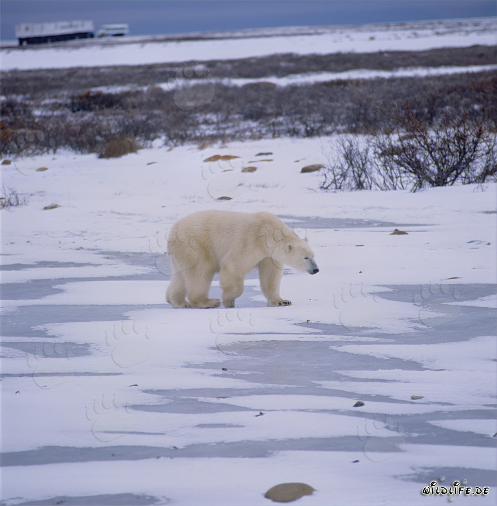 Majestic polar bear in the breathtaking Arctic tundra