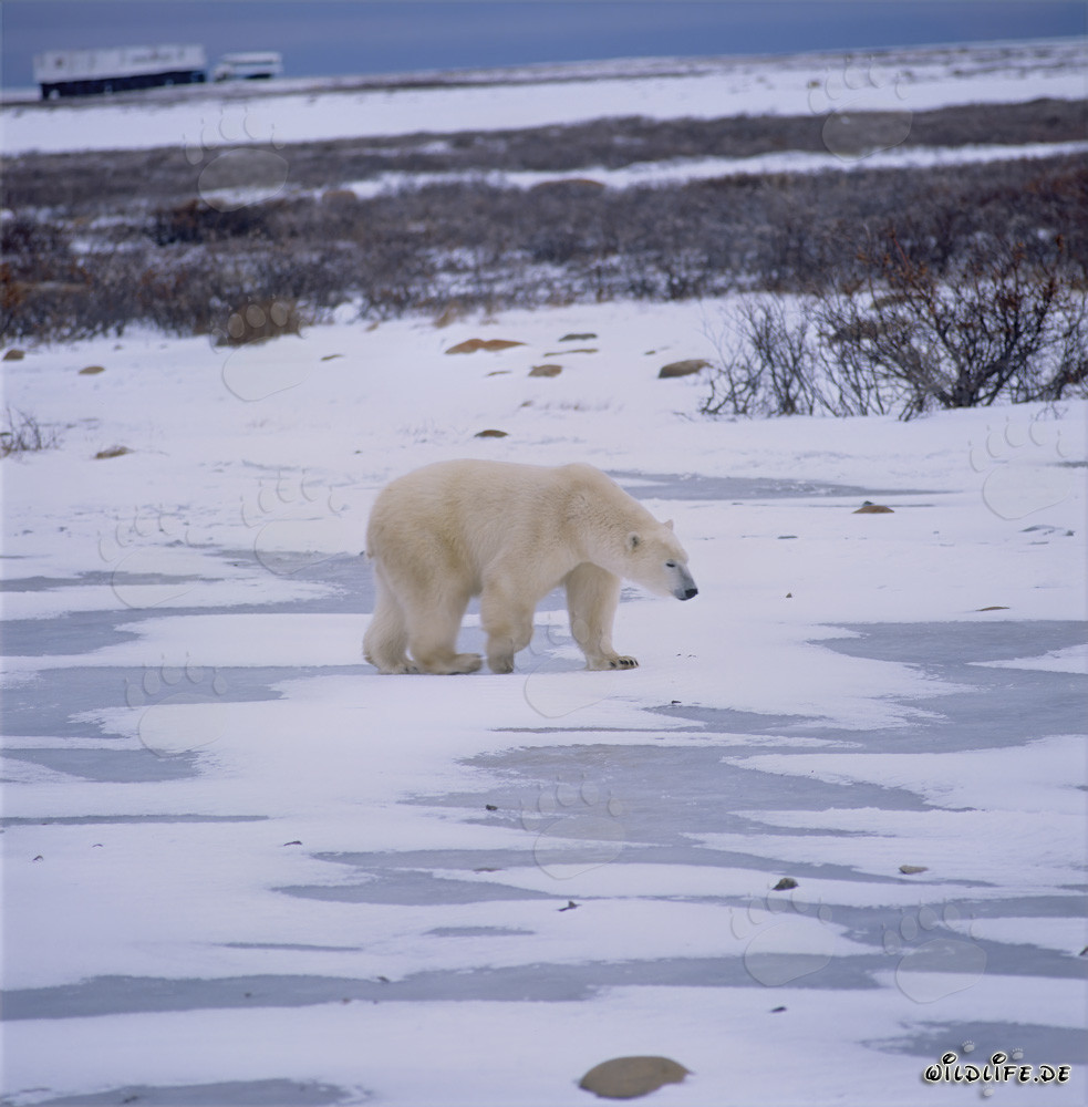 Orso bianco maestoso nella suggestiva tundra dell'Artico