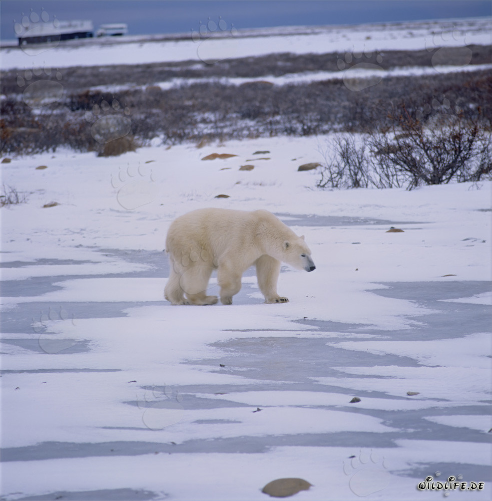 Oso polar majestuoso en la impresionante tundra del Ártico