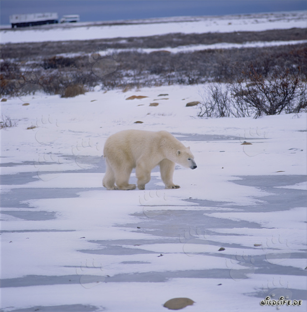 Ours blanc majestueux dans la toundra impressionnante de l'Arctique