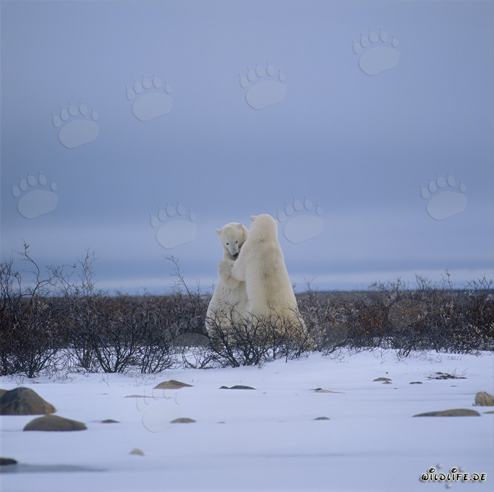 Combats captivants entre des ours polaires majestueux dans la glace de la baie d'Hudson