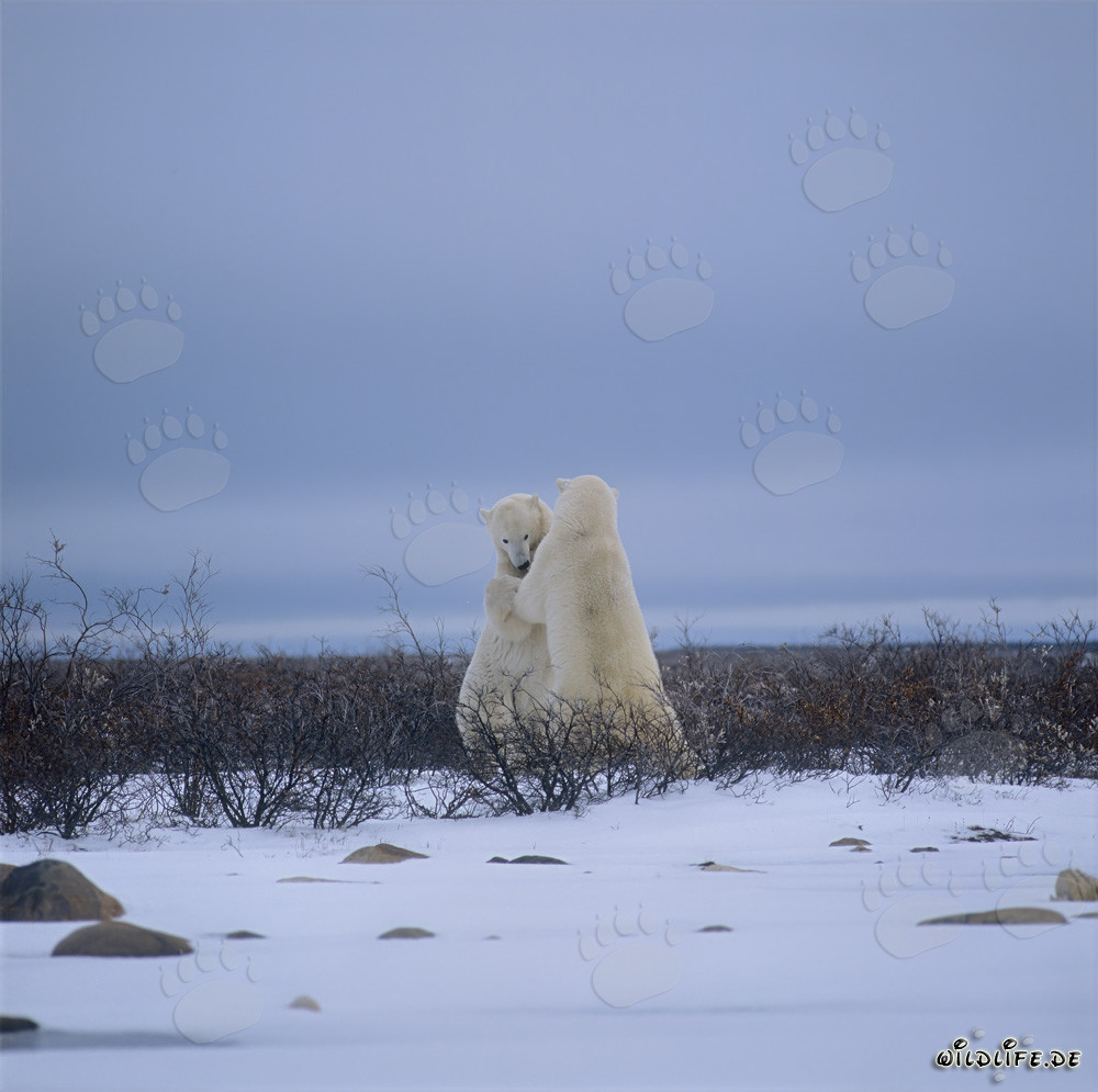 Intense Battles between Majestic Polar Bears in the Icy Hudson Bay