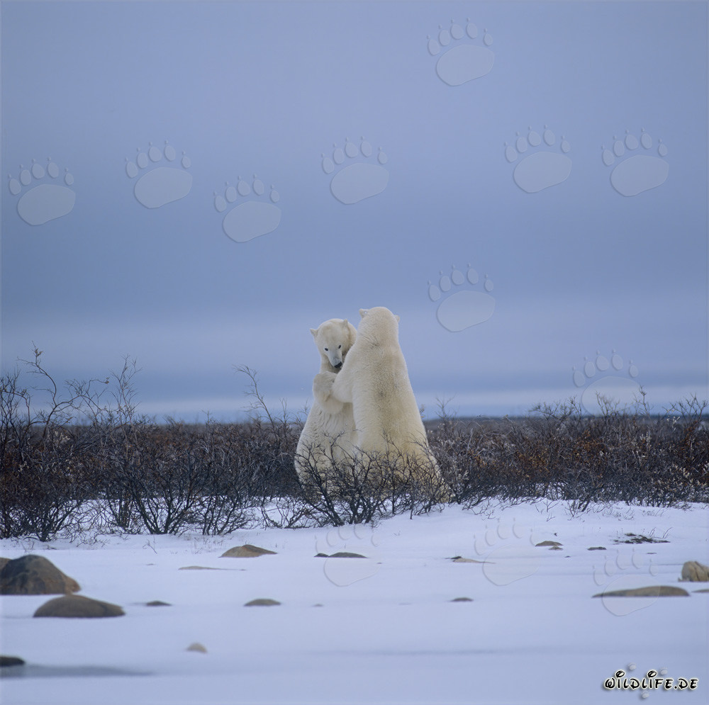 Packende Kämpfe zwischen majestätischen Eisbären in der eisigen Hudson Bay