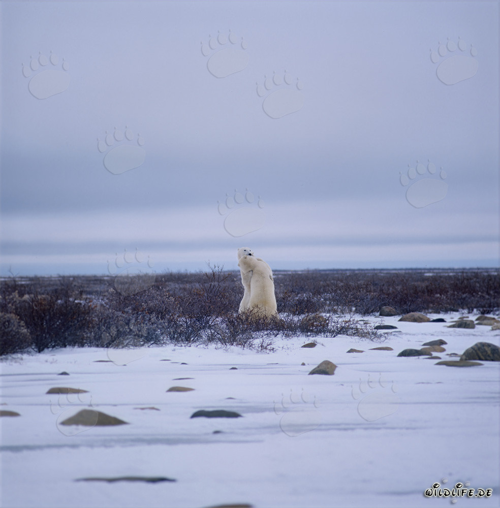 Kaempfende Eisbaeren in der Hudson Bay