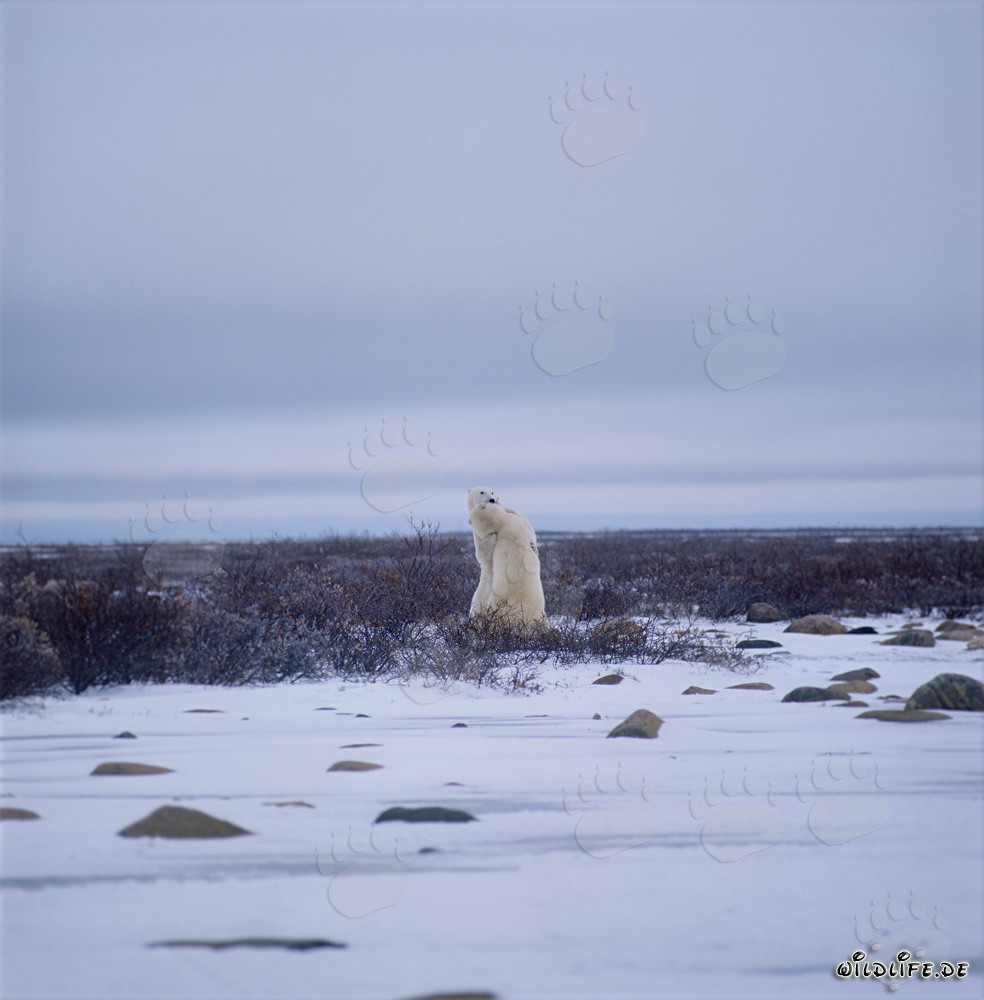 Fighting Polar Bears in the Hudson Bay